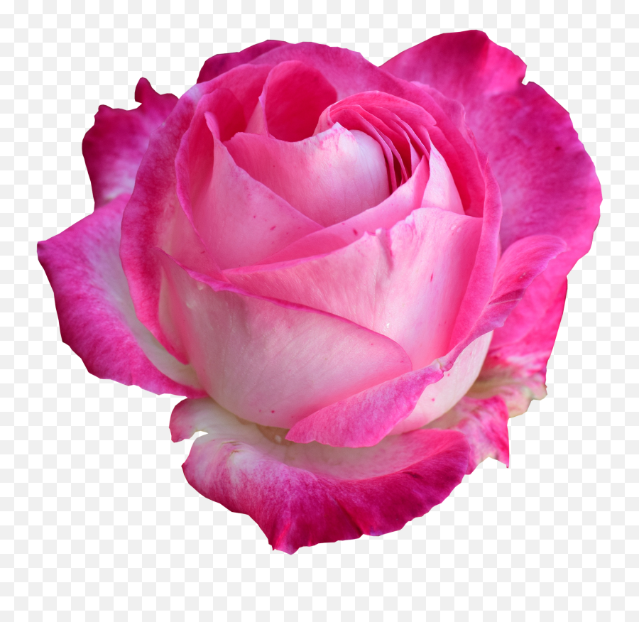 Rose Bright Png On - Bright Pink Rose Png Emoji,Flower Png