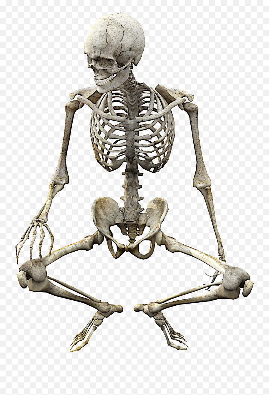 Skeleton Png - Skeleton Png Emoji,Skeleton Transparent Background
