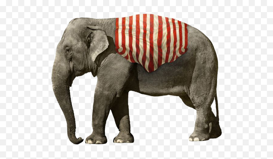 Elephant Images Free Download - Wallpaper For You Big Elephant White Background Emoji,Elephant Transparent Background