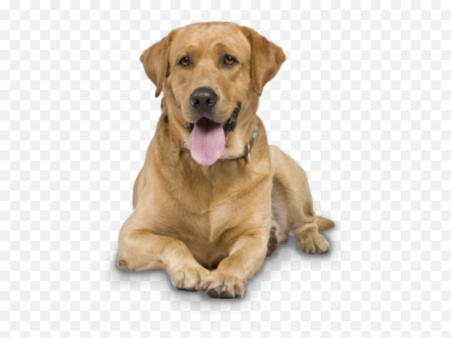 Labrador Retriever Transparent U0026 Png Clipart Free Download - Dog Flap Large Uk Emoji,Labrador Clipart