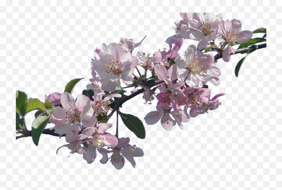 Cherry Blossom File Hq Png Image - Cherry Blossoms Png Real Emoji,Cherry Blossom Transparent