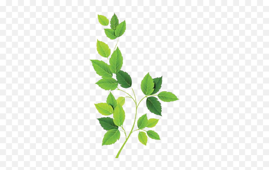 Leaves And Leaf Png Images Transparent - Green Leaves Design Png Emoji,Leaves Png