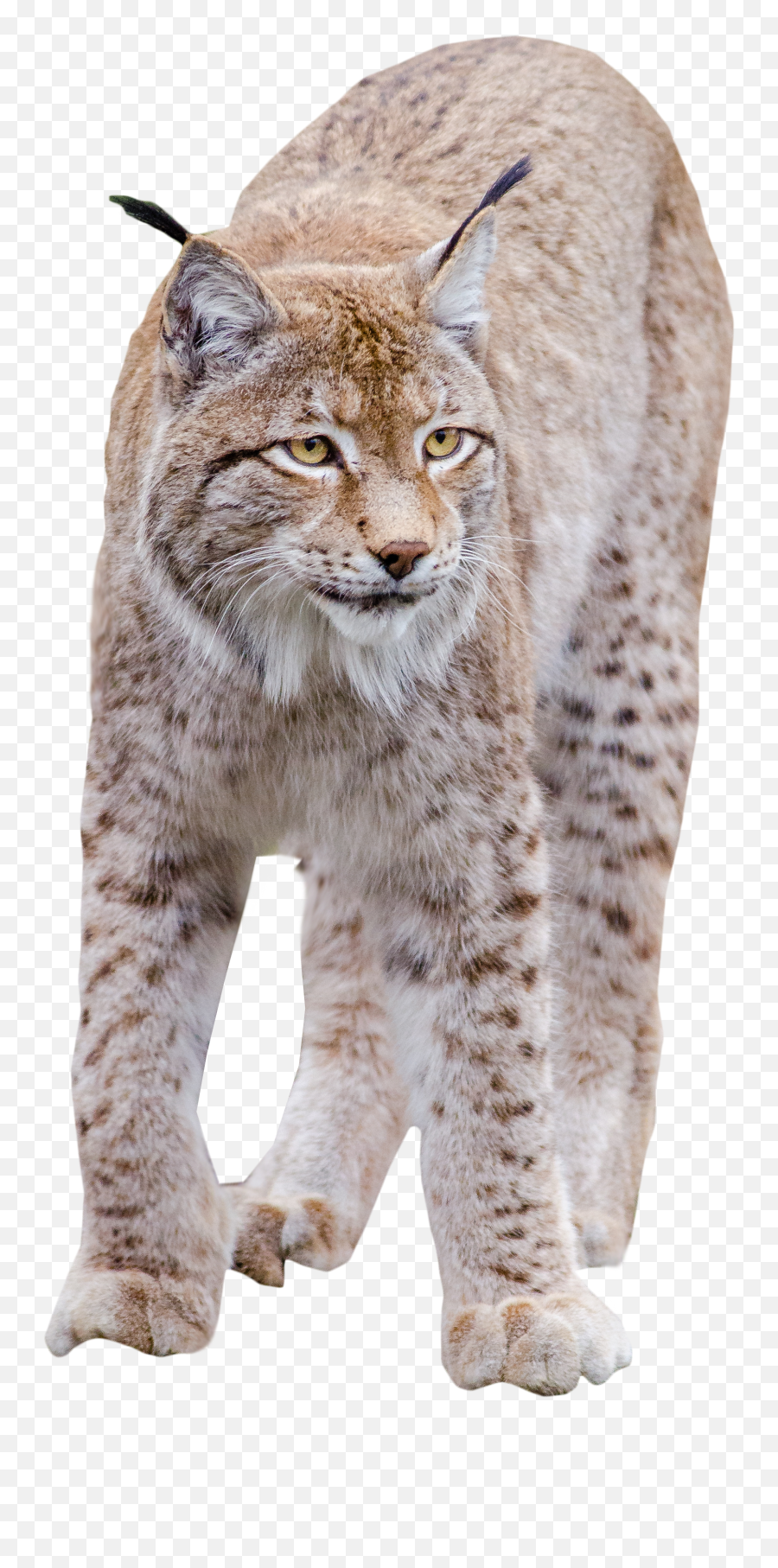 Download Lynx Standing Png Image - Cat Png High Quality Canadian Lynx No Background Emoji,Bobcat Png