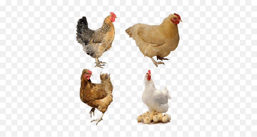 Chickens Transparent Png Images - Png Chickens Emoji,Chicken Transparent Background