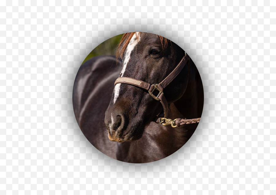 About - A Tale Of The Cat Bridle Emoji,Horses Png