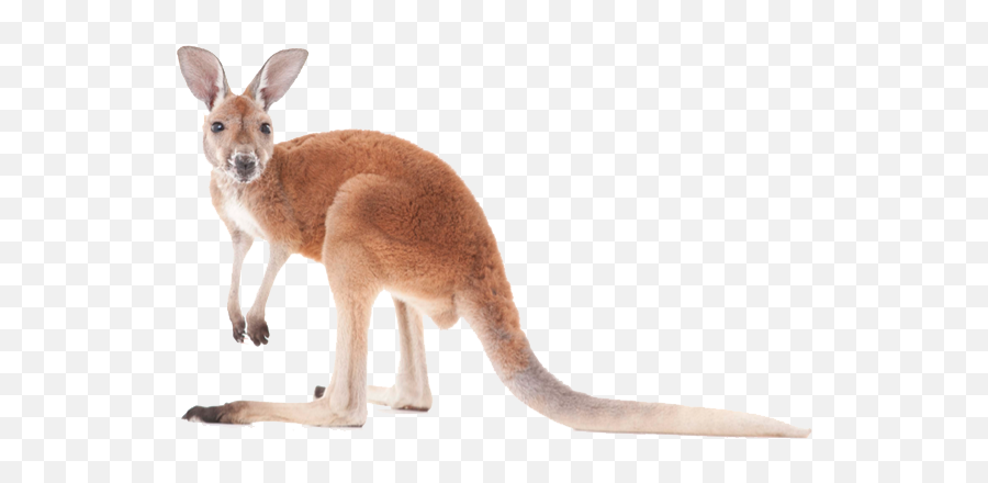 Kangaroo Transparent Image Emoji,Kangaroo Transparent