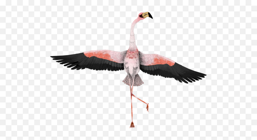 Download Flamingo Clipart - Flamingo Funny Full Size Png Emoji,Flamingo Clipart Free