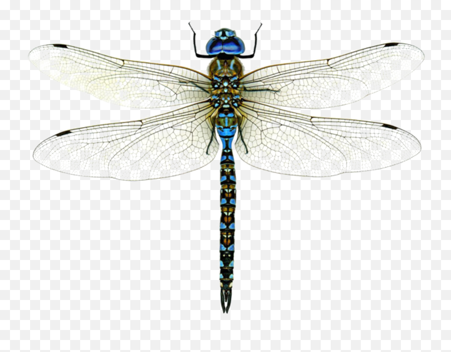 Dragonfly Png High - Dragonfly Png Emoji,Dragonfly Png