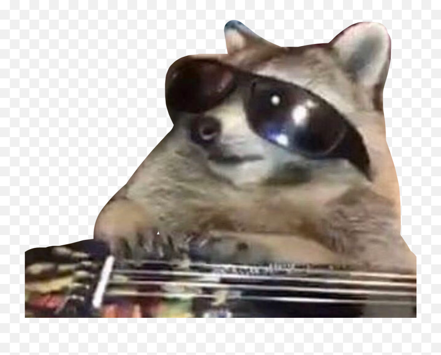 Raccoon Meme Sunglasses Sticker By Jasminehvme1 - Raccoon Meme Emoji,Meme Sunglasses Png