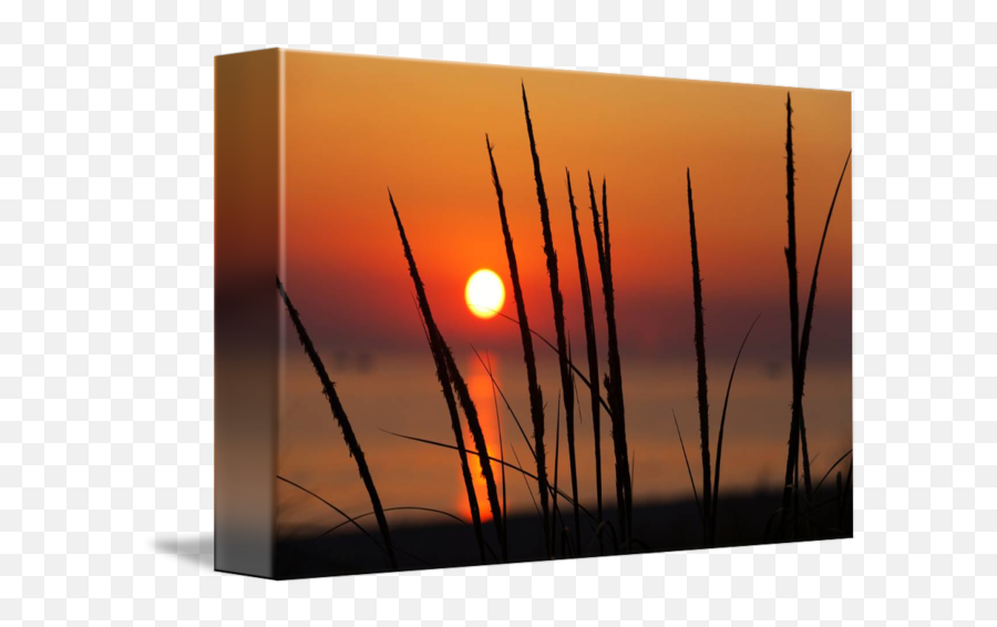 Beach Grass Silhouette At Sunset - Twig Emoji,Grass Silhouette Png