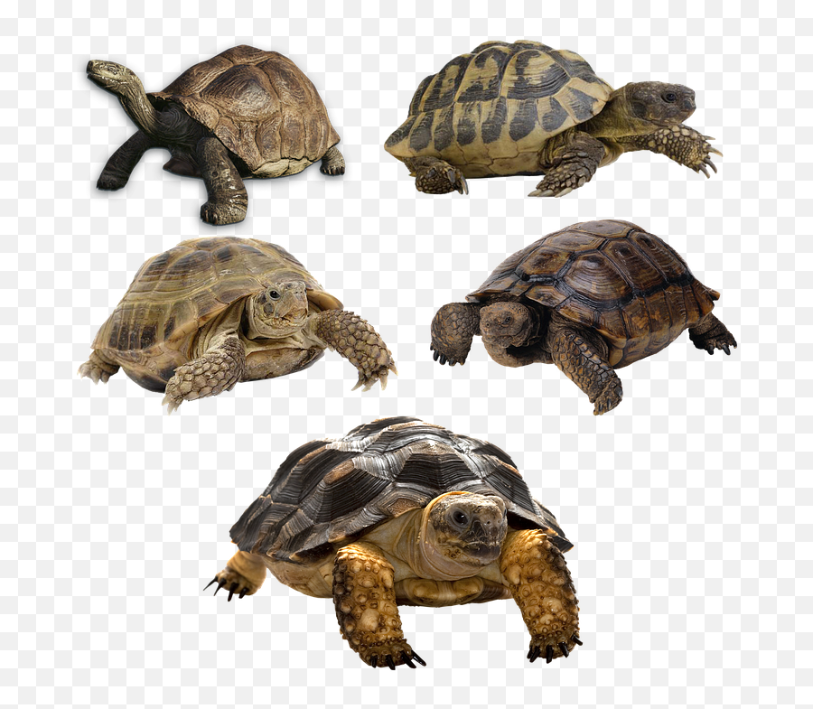 Turtle Isolated Tortoise Panzer - Transparent Background Turtle Png Emoji,Turtle Transparent
