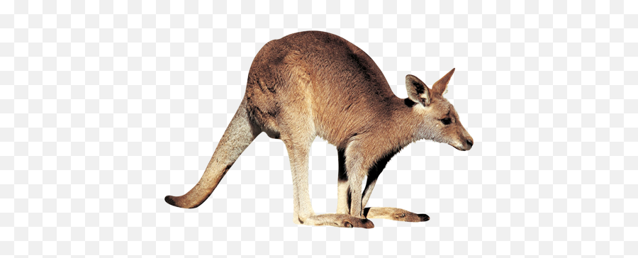 Kangaroo Png Emoji,Kangaroo Transparent