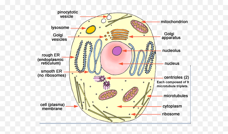 Download Hd Ncert Class 9 Science Solutions - Animal Cell Emoji,Golgi Apparatus Clipart