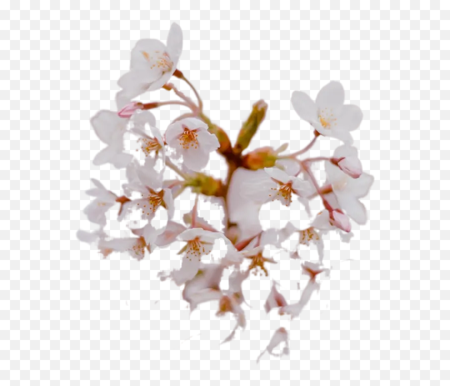 White Cherry Blossom In Close Up Photography Transparent Emoji,Cherry Transparent Background