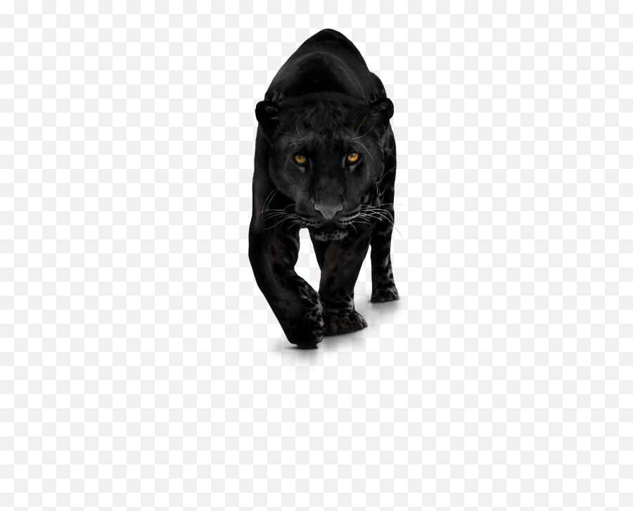 Black Panther Png Transparent Images - Panther Png Emoji,Black Panther Png