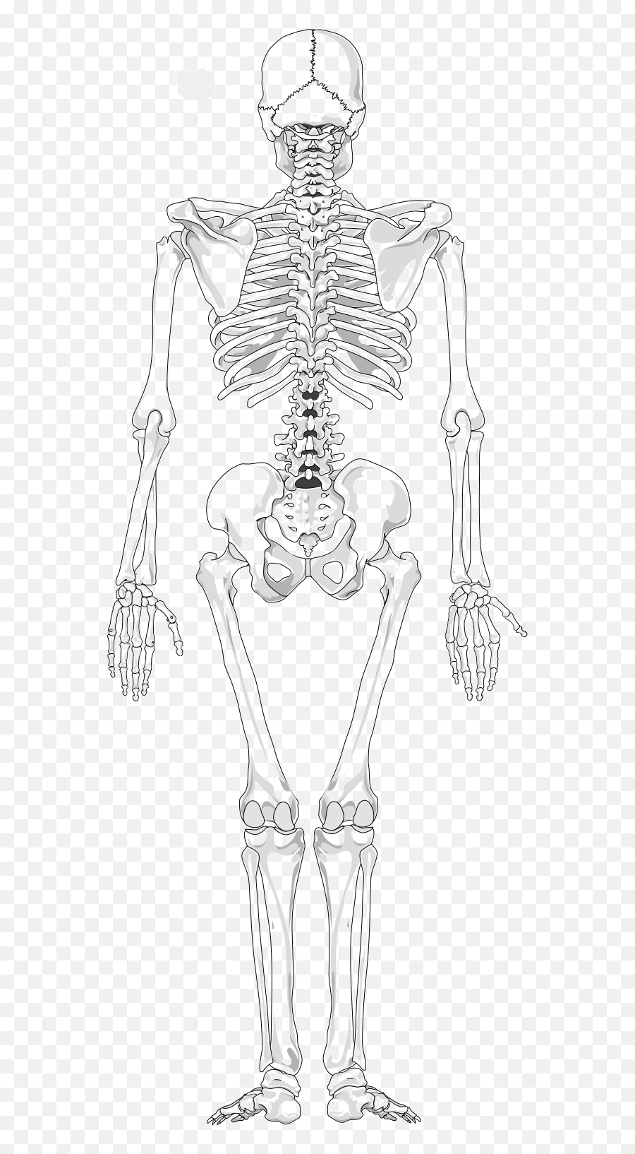 Human Skeleton Back No Text No Color - Unlabeled Back Of Skeleton Emoji,Skeletal Clipart