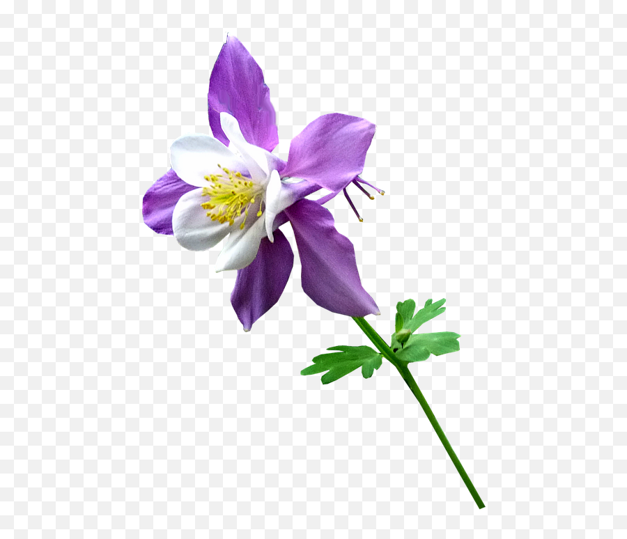 Flower With Stem Png - Purple Flower Stem Purple Flower Transparent Flower And Stem Emoji,Purple Flower Transparent
