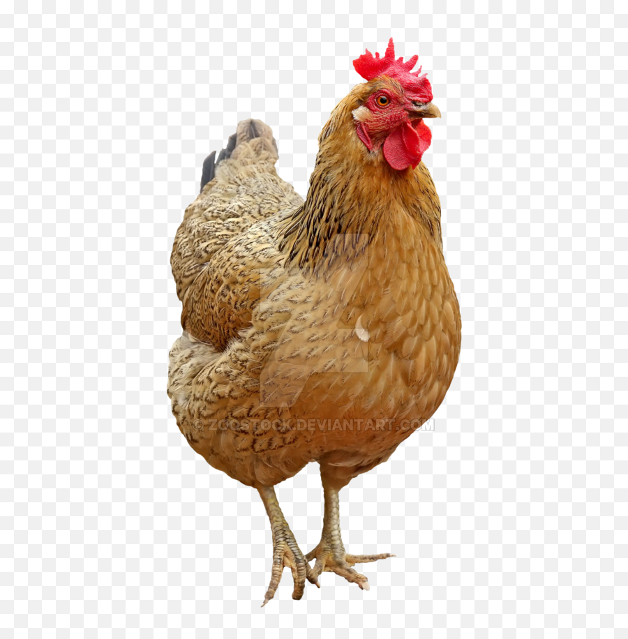 Chicken Png Pictures Spawning Chicken - Hen Transparent Background Emoji,Chicken Transparent Background