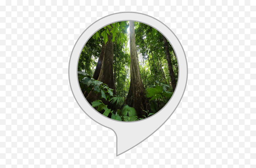 Amazoncom Ambient Sounds Rainforest Sounds Alexa Skills Emoji,Jungle Plants Png