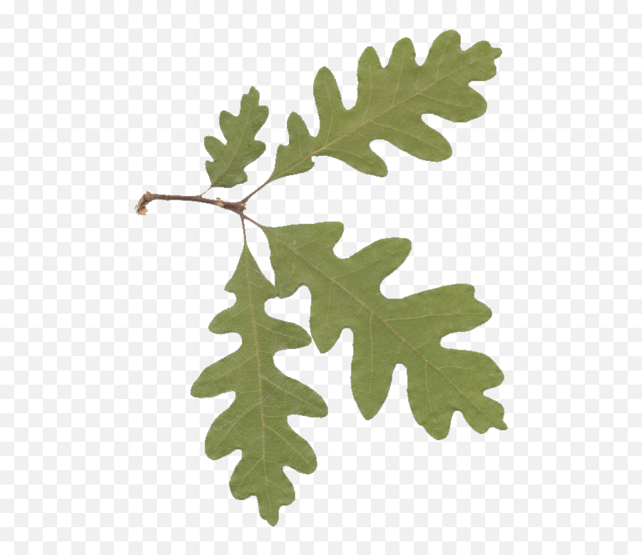 Picture Of Oak Leaves Clipart Best - Oak Leaves Emoji,Oak Leaf Clipart