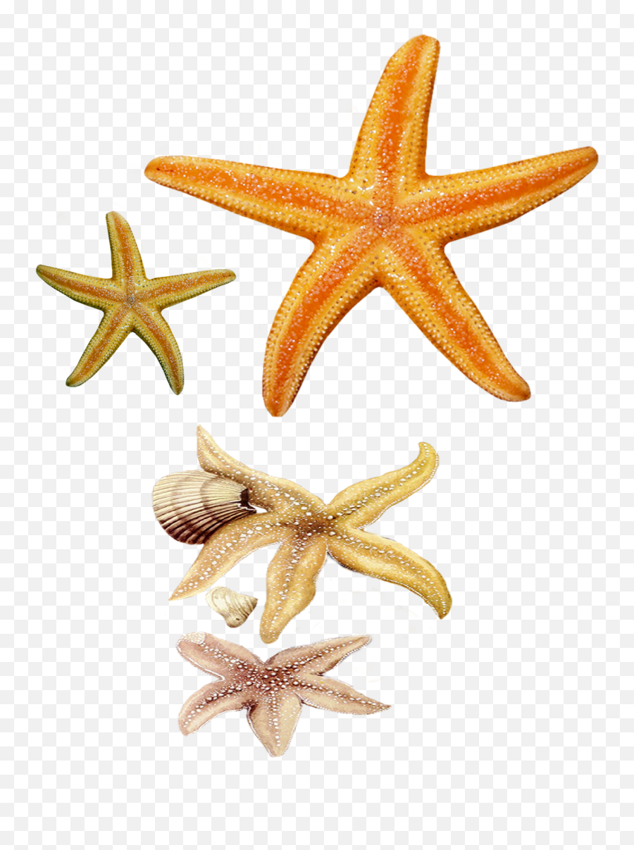 Star Fish Png Images And Clipart Free - Real Sea Creatures Clipart Emoji,Star Fish Png
