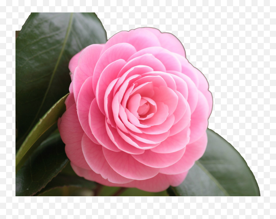 Japanese Flower Png - Rose Png Image Beautiful Pink Rose Full Hd Beautiful Flowers Emoji,Pink Rose Png