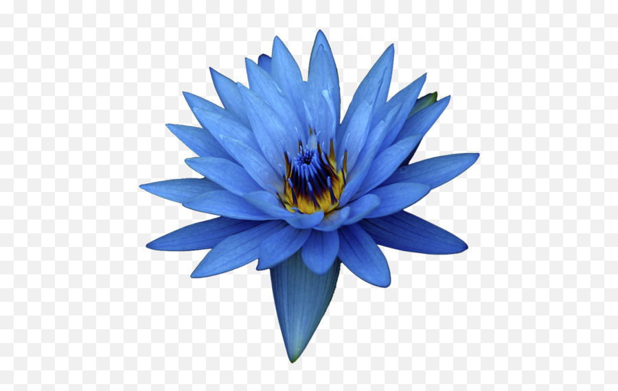 Blue Egyptian - Blue Lotus Oil Emoji,Lotus Flower Transparent Background