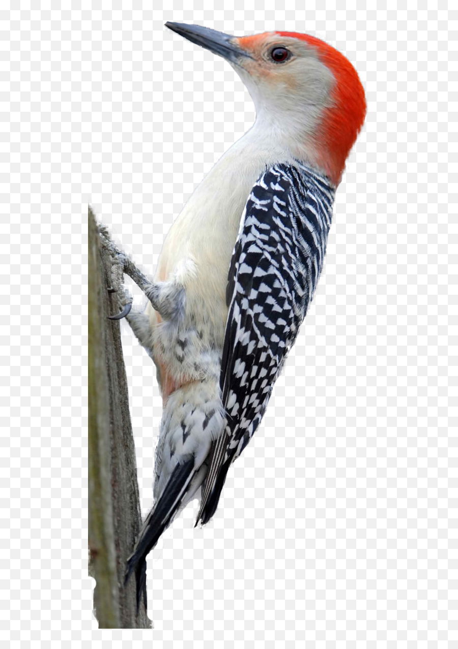 Woodpecker Png Hd Emoji,Woodpecker Png
