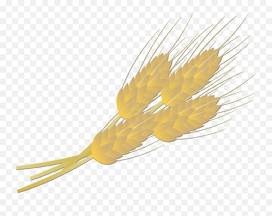 Wheat Bread Farm - Wheat Clipart Full Size Clipart Khorasan Wheat Emoji,Wheat Clipart