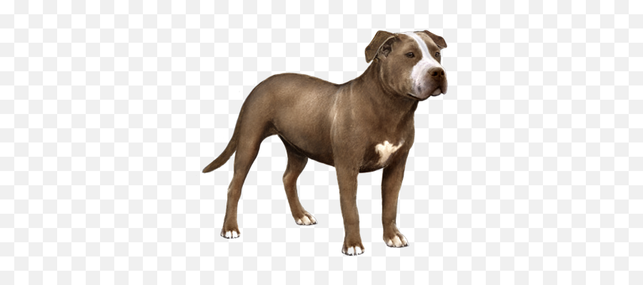 American Pit Bull Terrier Facts - Wisdom Panel Dog Breeds Emoji,Pit Bull Png