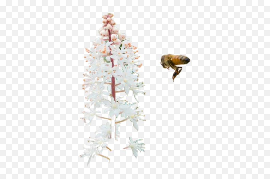 Bee In Front Of White Flowers Transparent Background Free Emoji,Bee Transparent Background