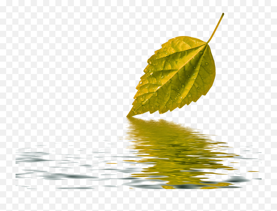 Leaf Water Drop Transparent Background - Water Drops Png Transparent Background Emoji,Water Transparent
