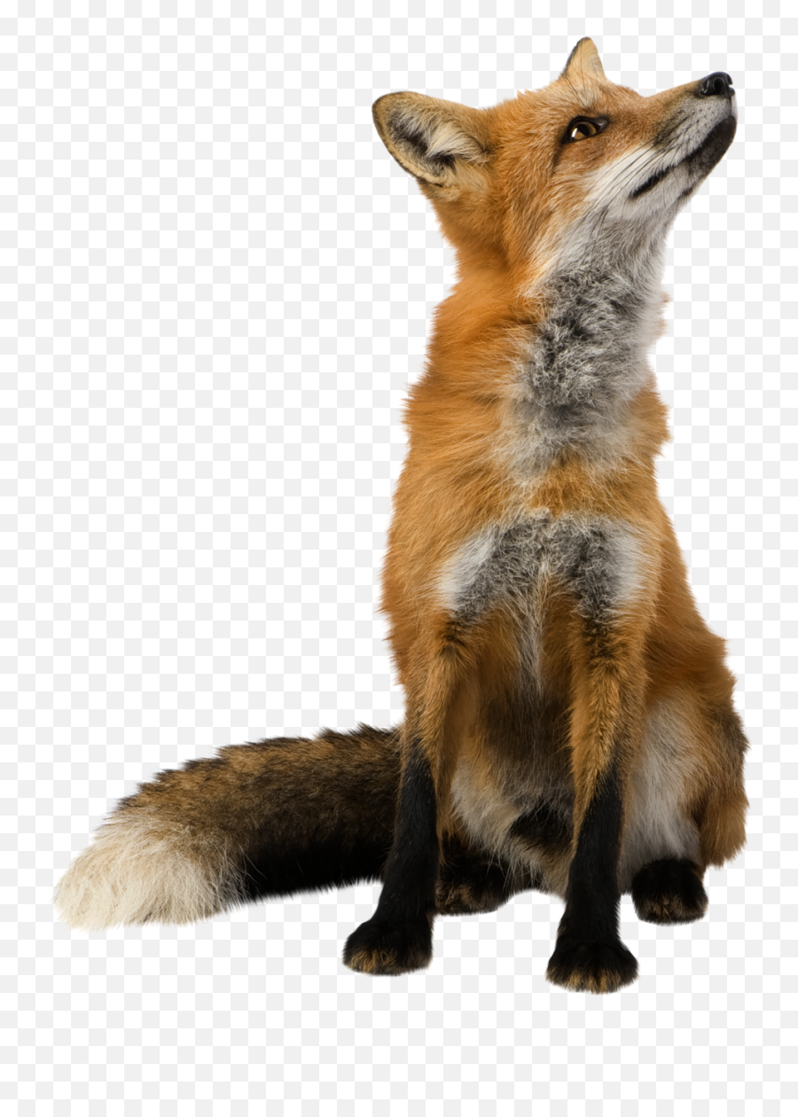Fox - Pngfilepng 49852 Png Images Pngio Fox Transparent Background Emoji,What Is Png File