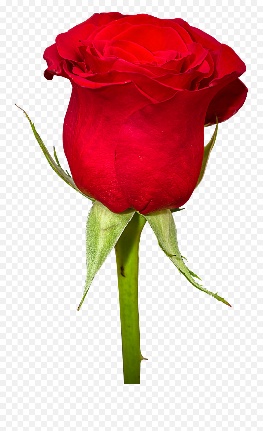 Rose Flower Png Image - Free Red Rose Flowers Download Emoji,Flower Png