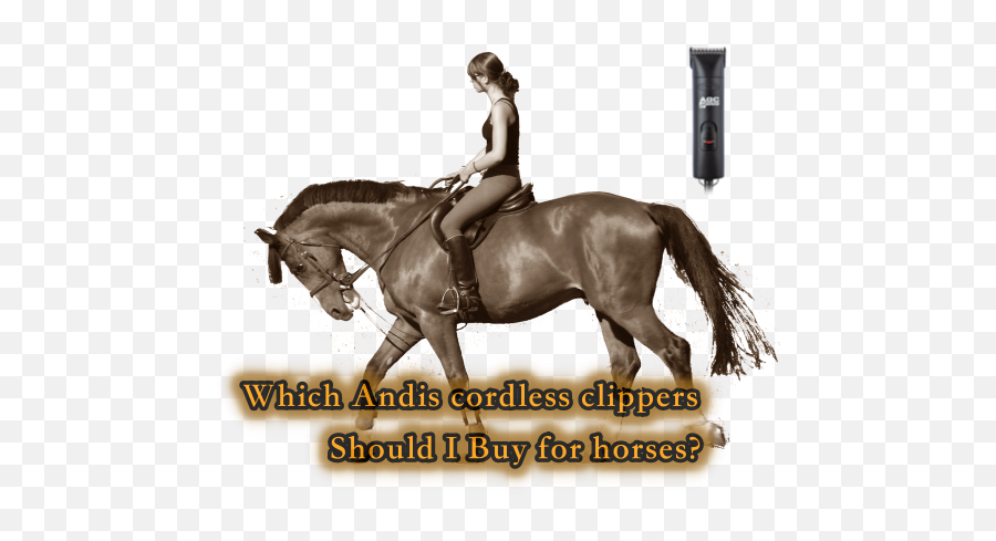 Which Andis Cordless Clippers For Horses Should I Buy - Riding Horse Png Emoji,Horses Png
