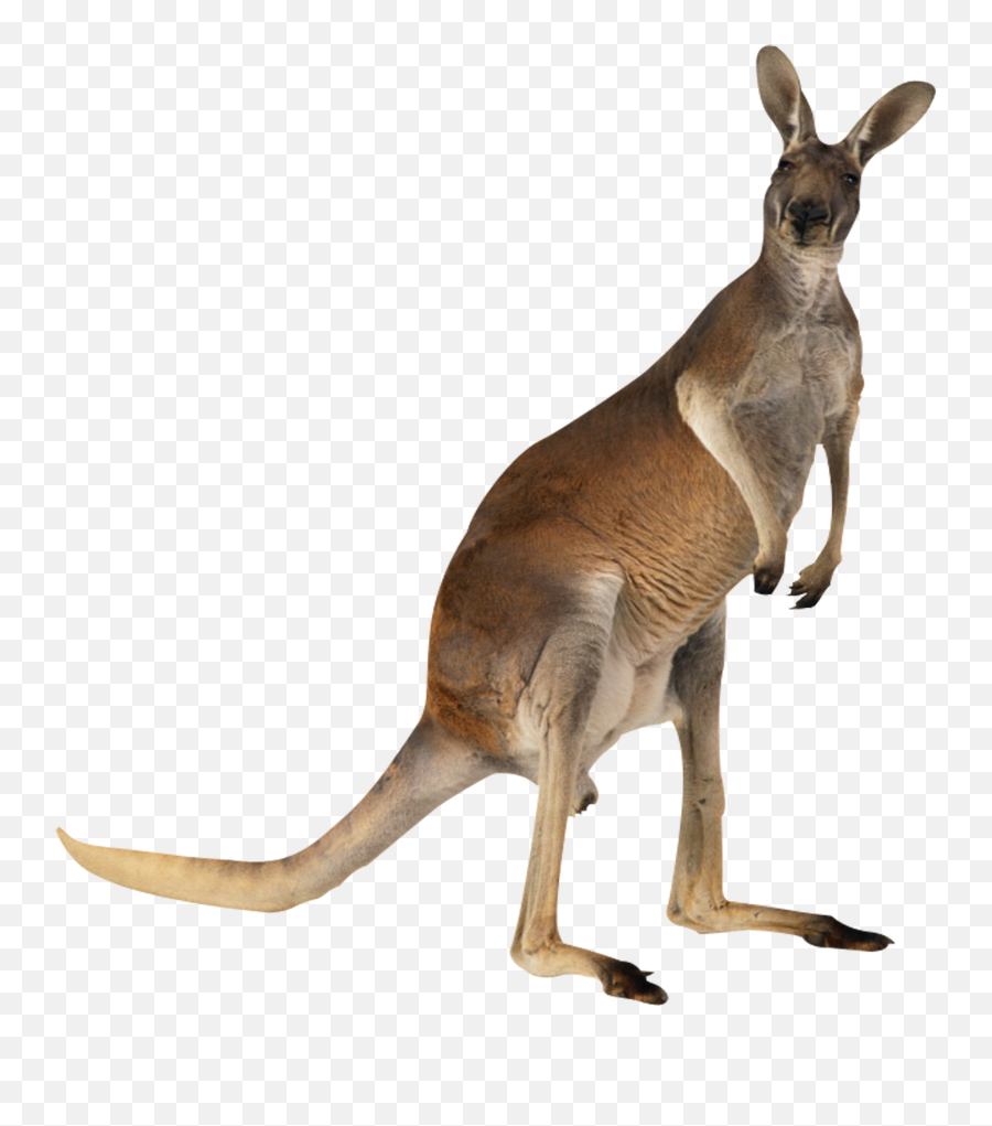 Kangaroo Clipart Transparent Background Emoji,Kangaroo Transparent