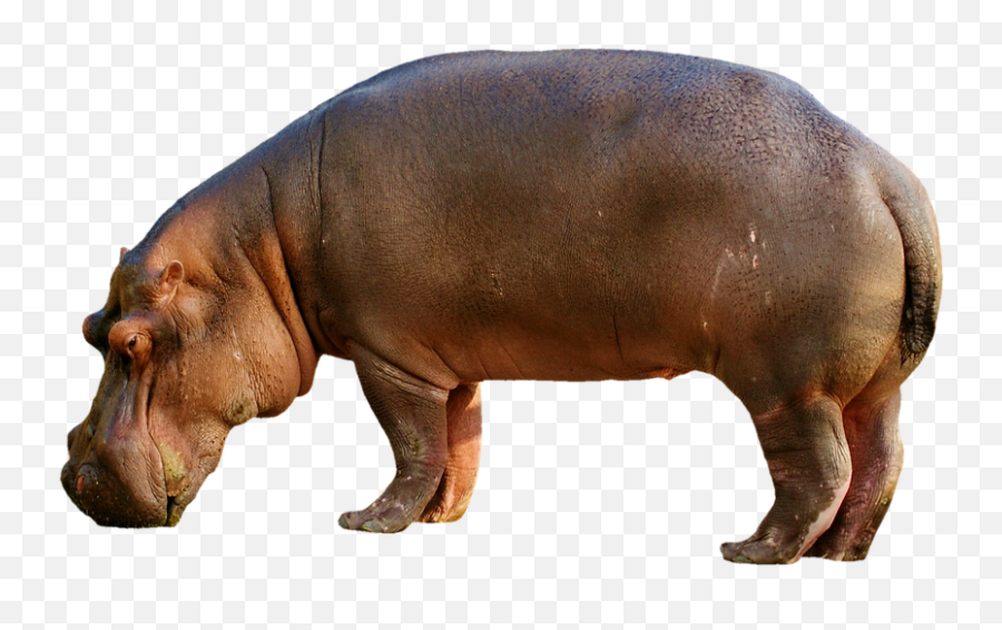 Hippopotamus Hippo Mammal Zoo Africa - Animal Morph Gambar Kuda Nil Png Emoji,Hippo Clipart