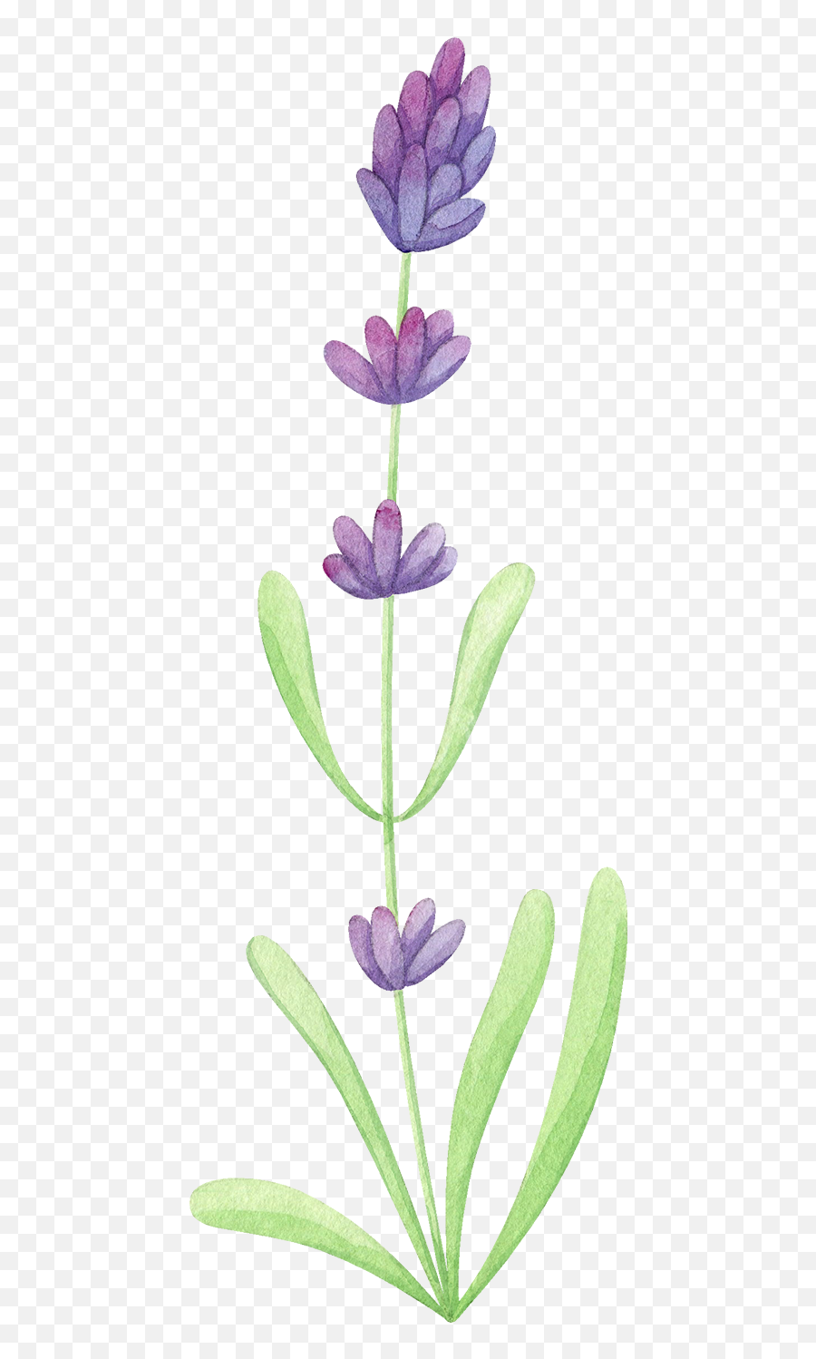 Watercolor Lavender Png Transparent Onlygfxcom Emoji,Lavender Transparent Background