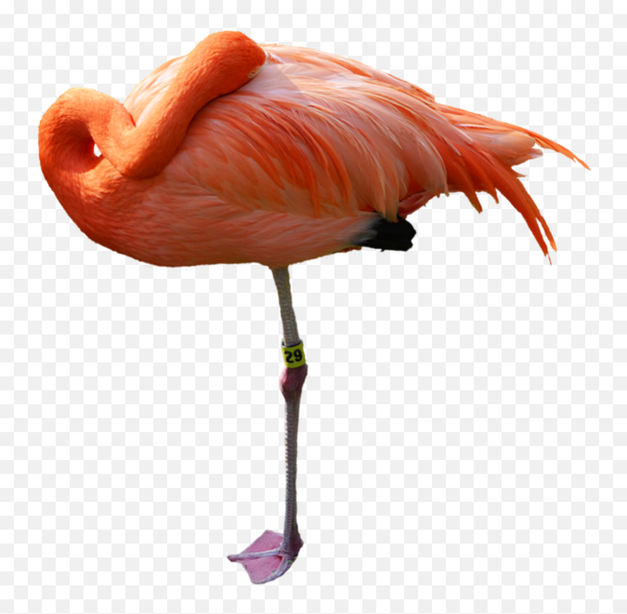 Greater Flamingo Transparent Png - Free Download On Tpngnet Emoji,Pink Flamingos Clipart