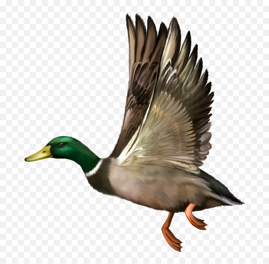 Mallard Clipart Vintage Duck - Ducks In Flight Clip Art Mallard Duck Png Emoji,Ducks Clipart