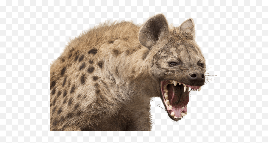 Best - Hyena Desktop Emoji,Hyena Png