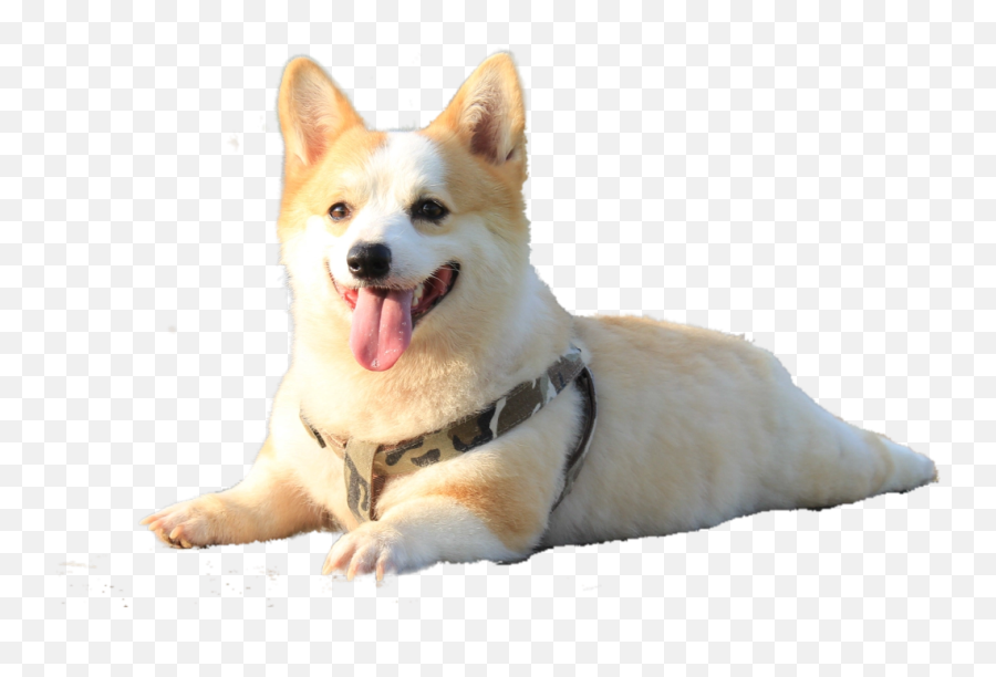 Freetoedit Corgi Cute Kawaii Beautiful Lovely - Dog Northern Breed Group Emoji,Cute Dog Clipart