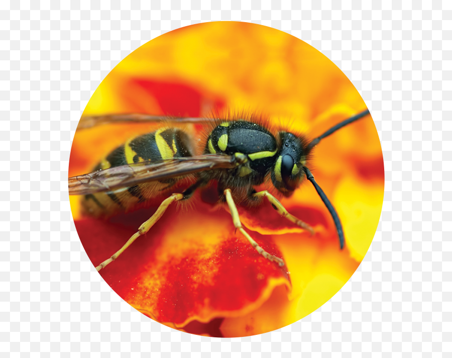 Yellowjackets And Paper Wasps U2013 Sacramento - Yolo Mosquito Parasitism Emoji,Yellow Jackets Logo