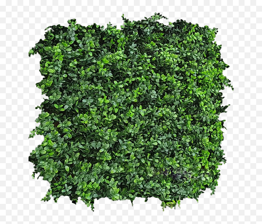 Green Walls Lush Greenery Emoji,Green Wall Png