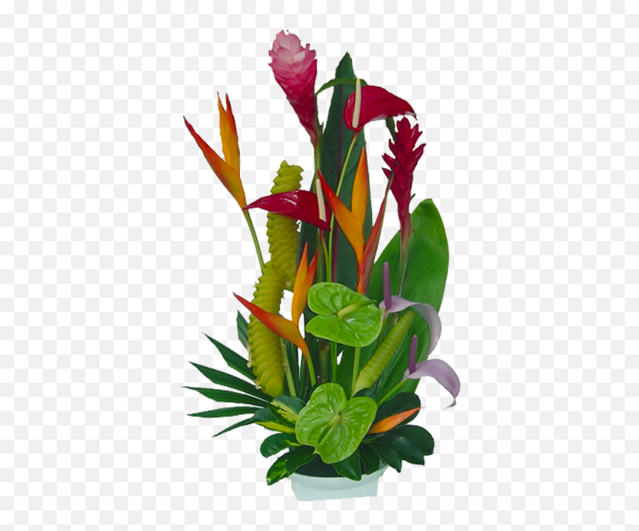 Tropical Flowers Florida Landscaping 20710 Tropical Emoji,Jungle Plants Png