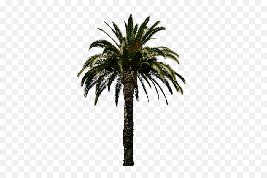 Date Palm Free Png Transparent Image - Real Palm Tree Transparent Background Emoji,Palm Trees Png