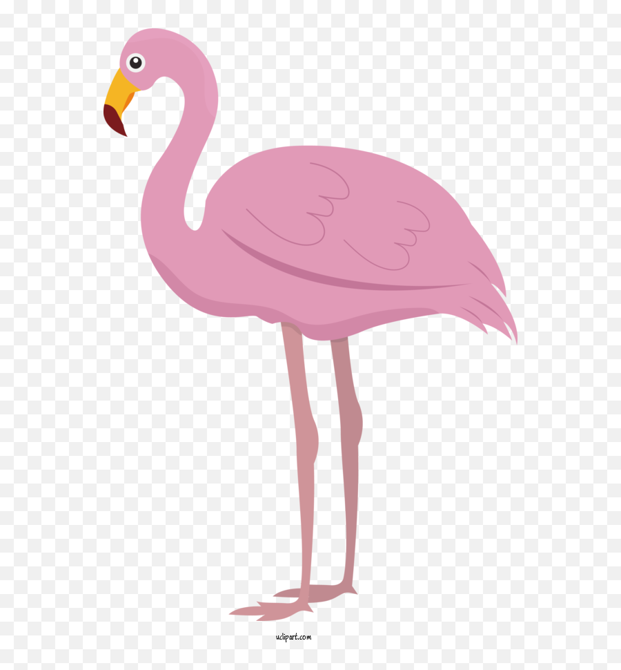 Animals Greater Flamingo Birds Cartoon For Bird - Bird Emoji,Flamingo Clipart Free