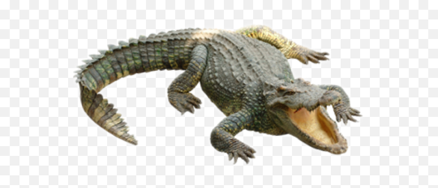 Crocodile Clipart Png Pictures Download - Alligato Png Emoji,Crocodile Clipart