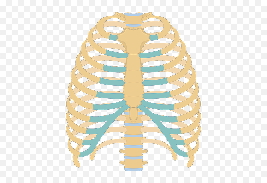 Getbodysmart Skeletal System Overview - Costal Cartilage Of Ribs Emoji,Skeletal Clipart