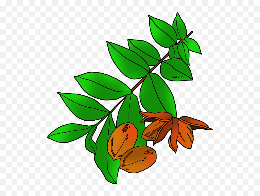 Texas Clip Art To Download - Pecan Tree Pecan Clipart Emoji,Texas Clipart